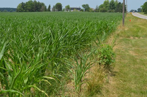 Property photo 6 - 51.5 Acres Offered in 5 tracts, 2 Farm Sites
